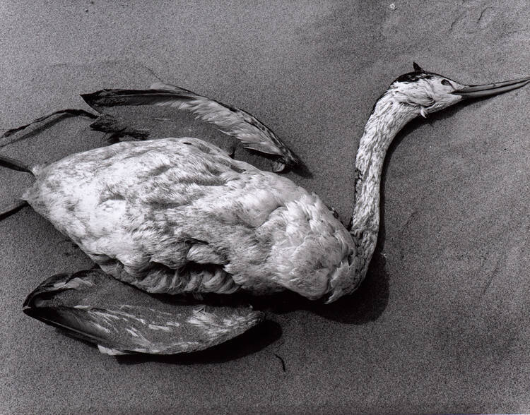 Dead Bird