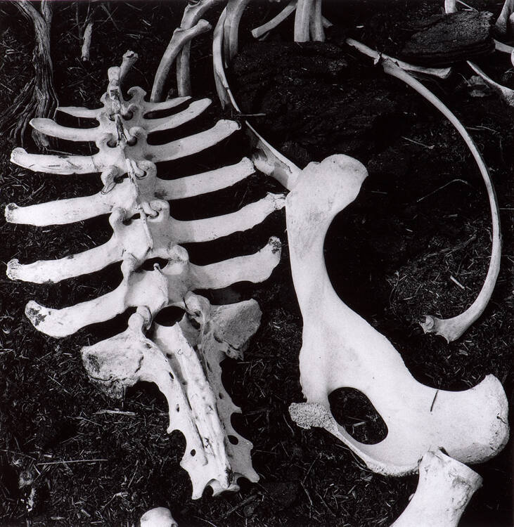 Bones