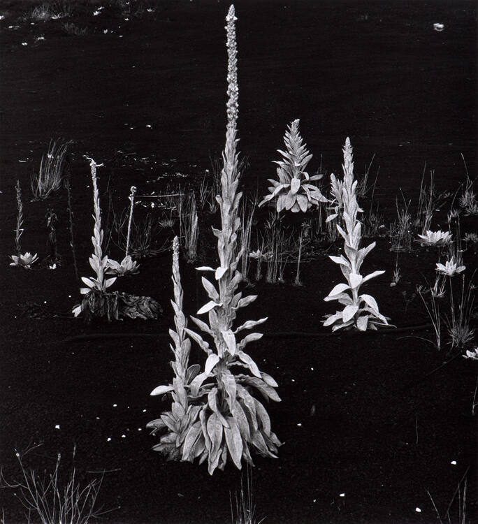 Plants