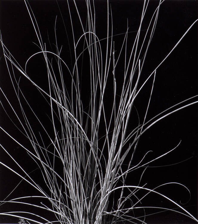 Plants
