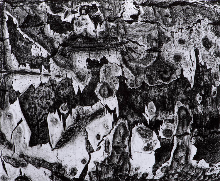 Bark