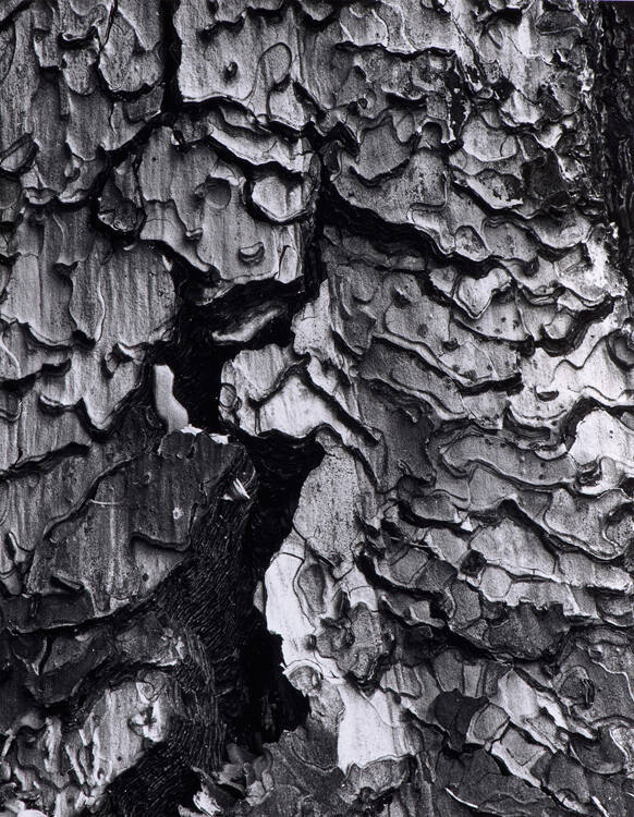 Bark