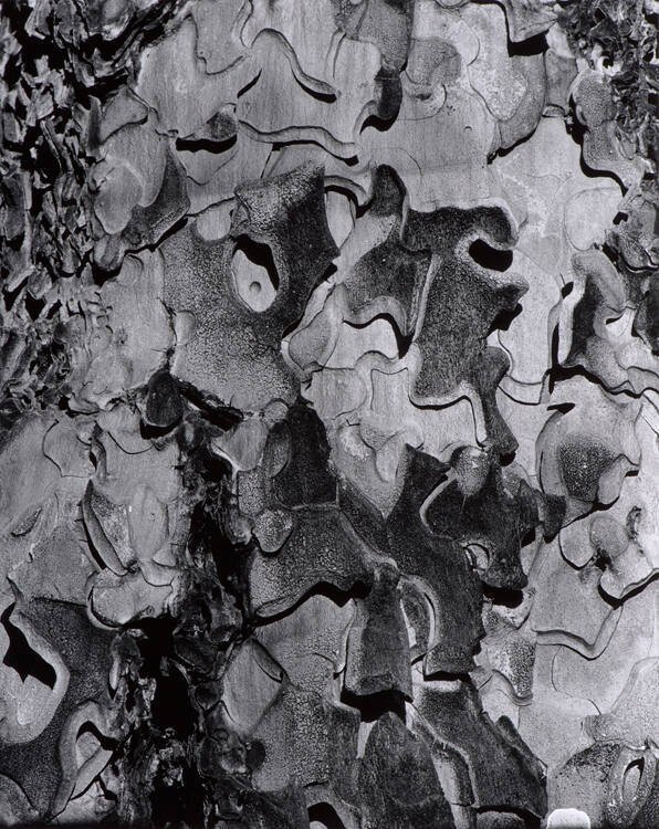 Bark