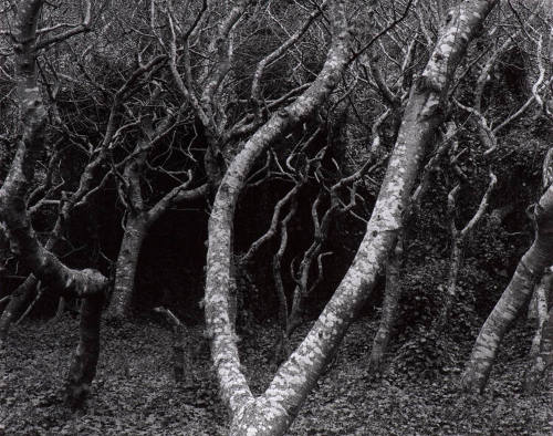 Trees