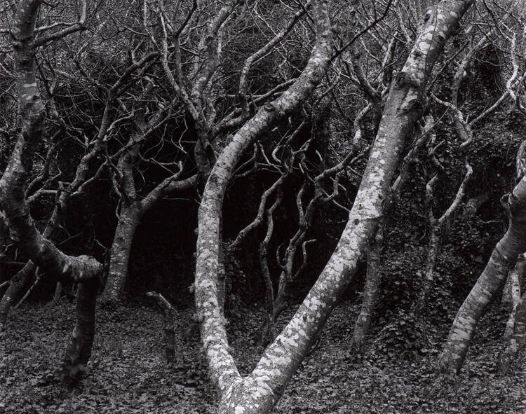 Trees