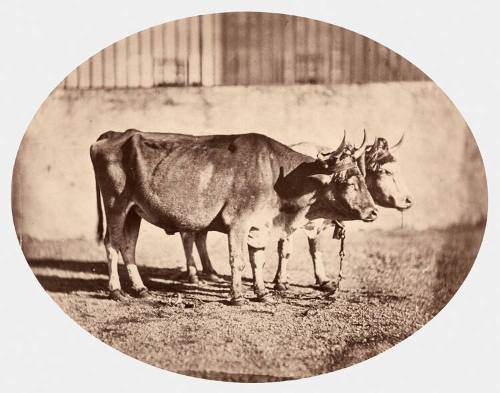 Boeuf sous le joug (agrandissement)