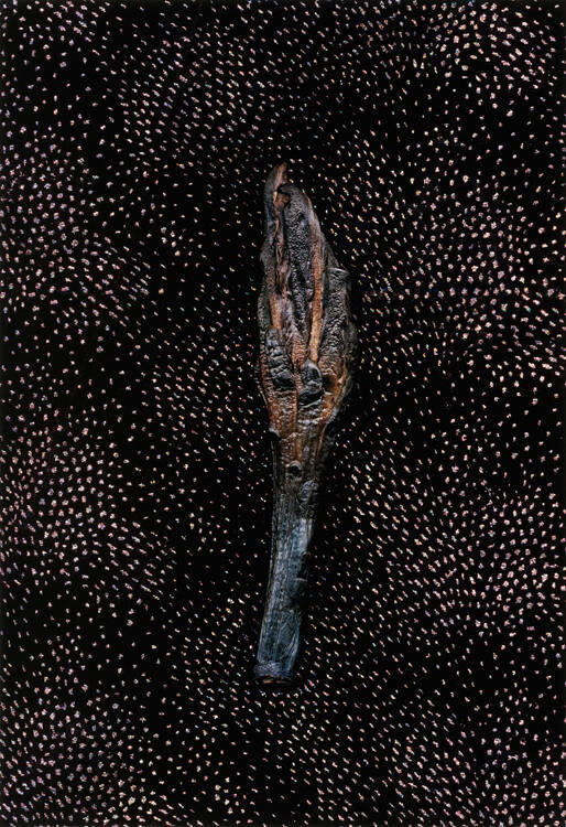 Dead Apple Cactus Flower