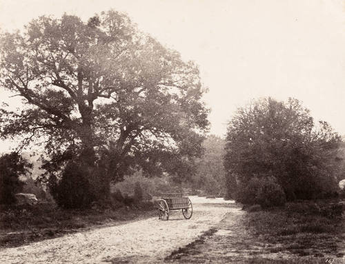 Cart in the Road