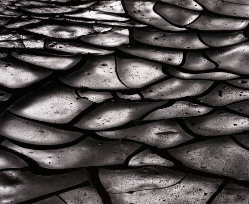 Mud Cracks