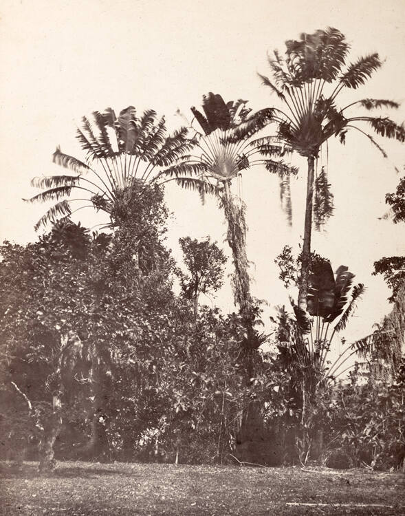 Ravenals, Madagascar