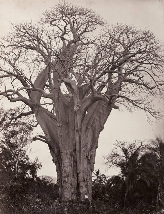 Madagascar, Baobab Tree