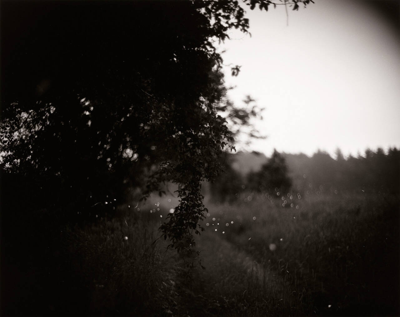 Fireflies, Carlisle