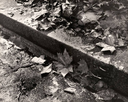 Untitled (Leaves)