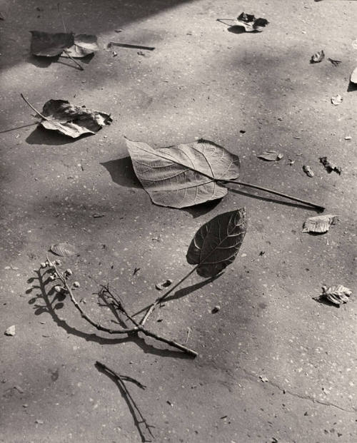 Untitled (Leaves and twigs)