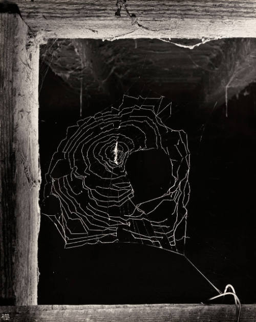Untitled (Spiderweb)