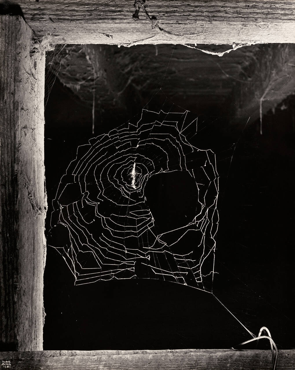 Untitled (Spiderweb)