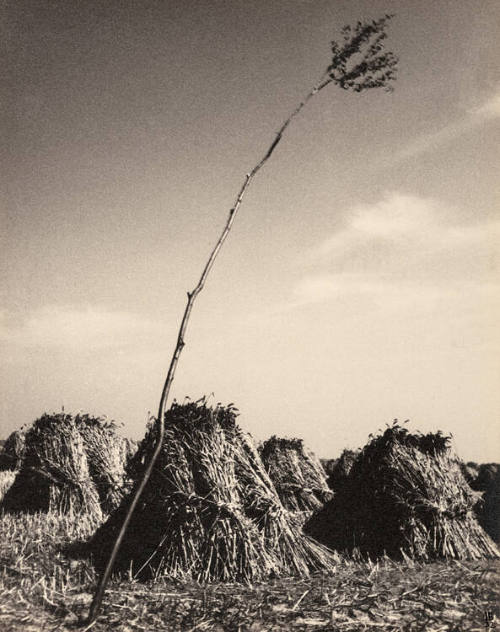 Untitled (Hay stacks)