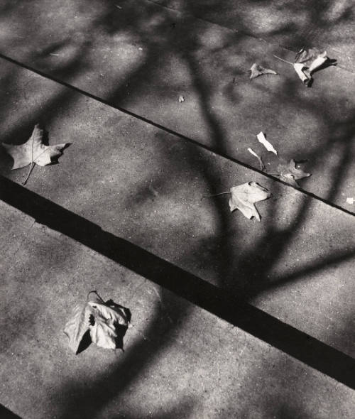 Leaves on Steps