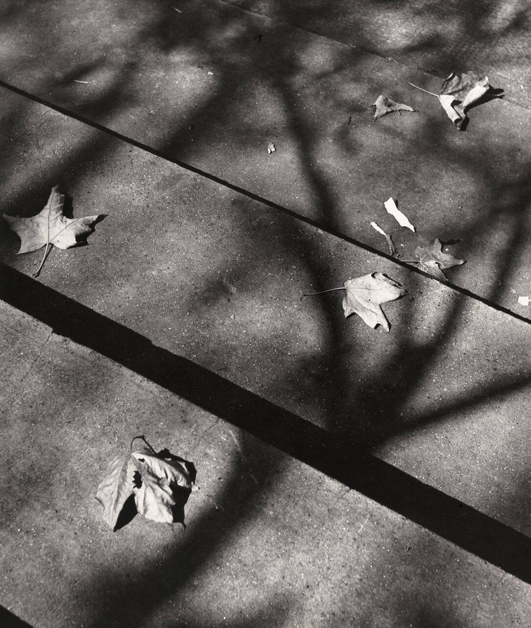 Leaves on Steps
