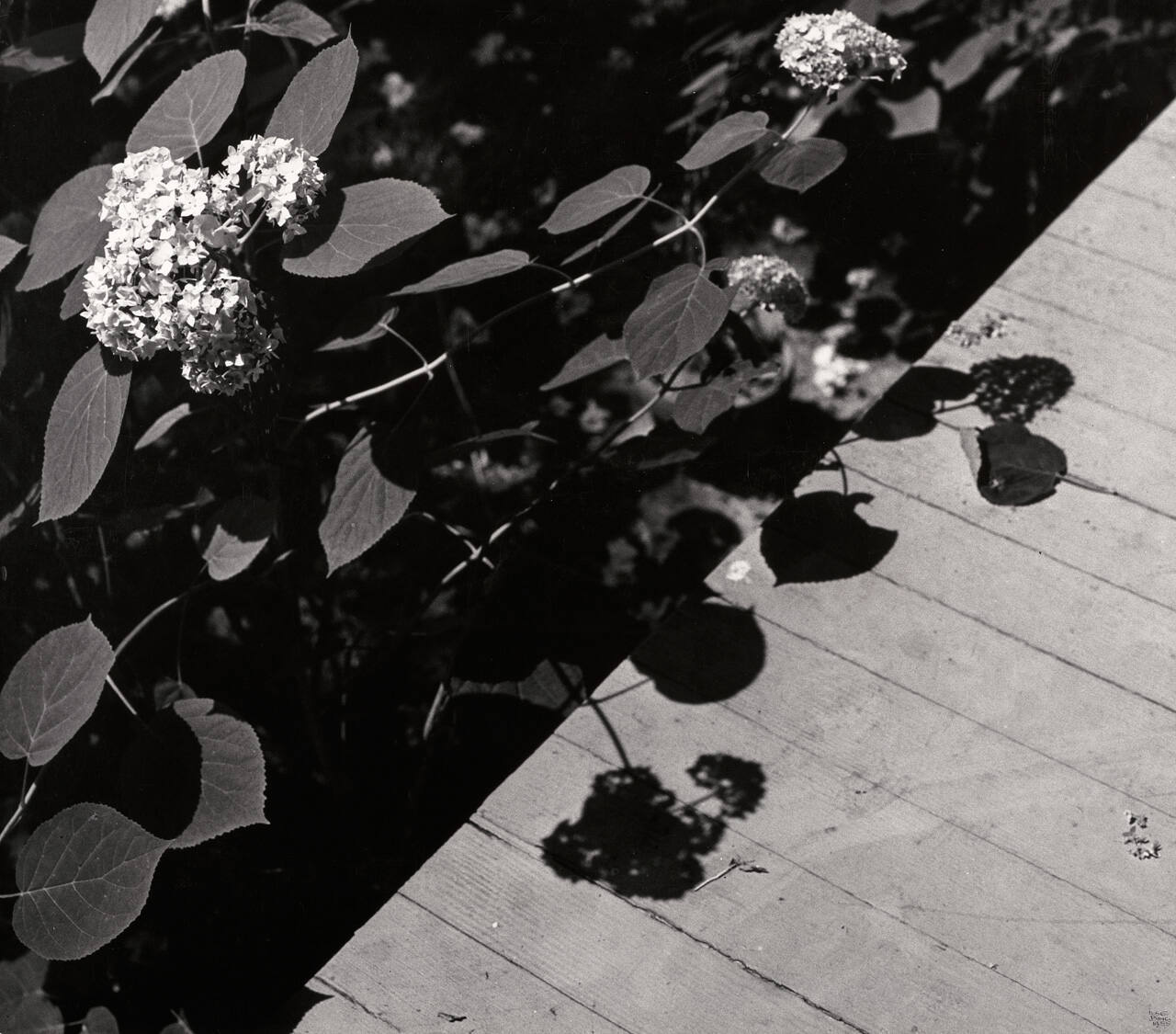 Flowers on Porch