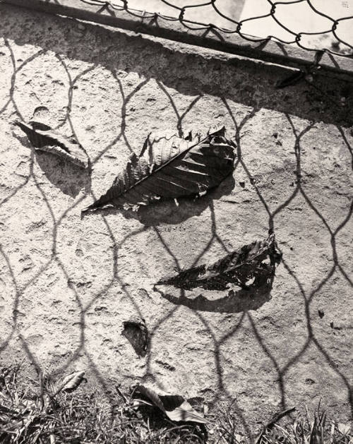 Untitled (Leaves and Fence Shadow)
