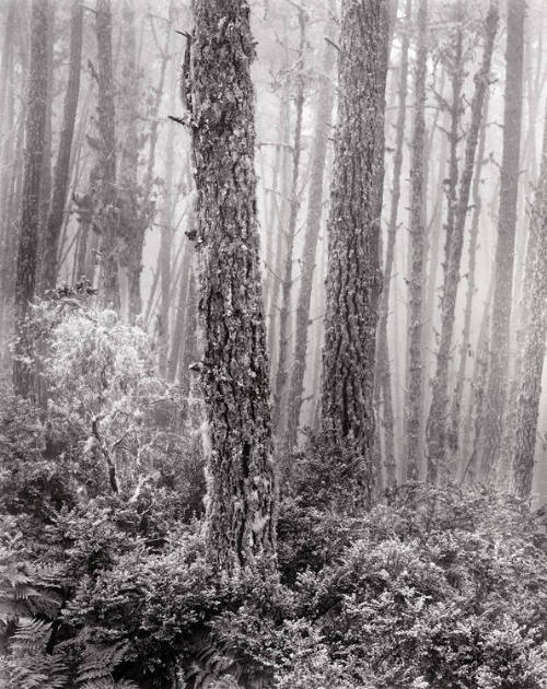 Wynn Bullock
