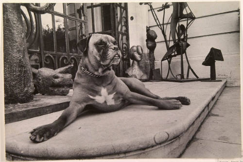 Yan, Picasso's Boxer