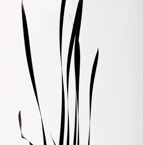 Cattails Against Sky