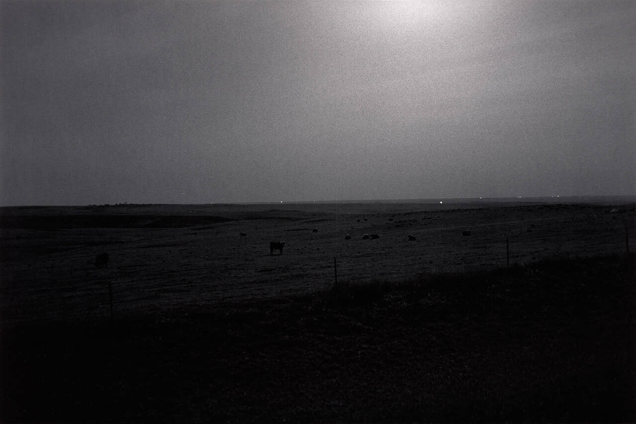 Cows in Pasture Near Moffit, North Dakota