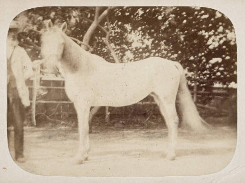 Untitled (Horse)