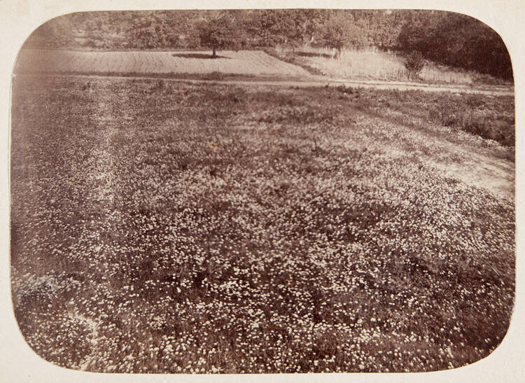 The Daisies