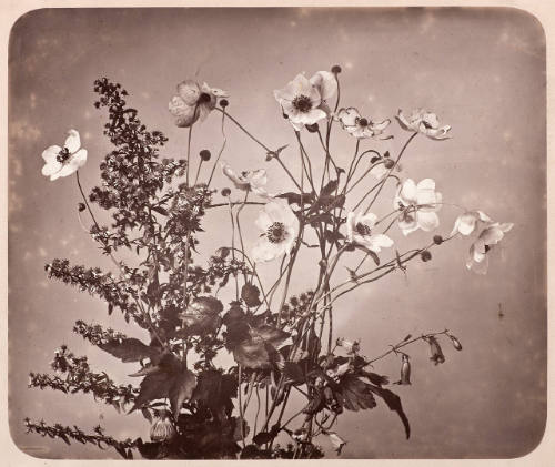 Fleurs photographies