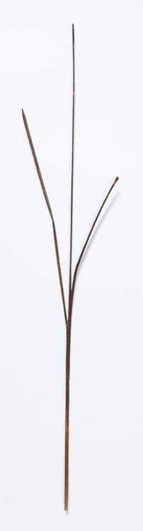Leaf