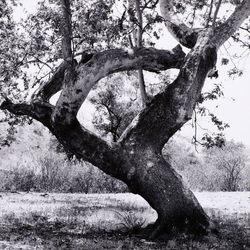 Untitled (Sycamore Trees, Laguna Canyon)