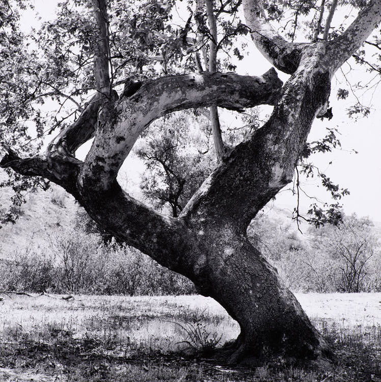 Untitled (Sycamore Trees, Laguna Canyon)