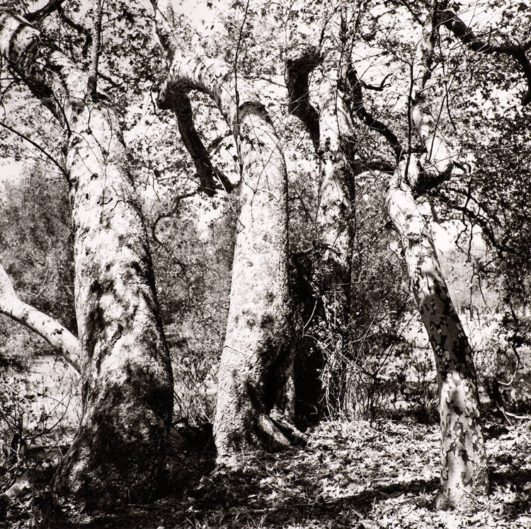 Untitled (Sycamore Trees)