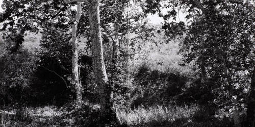 Untitled (Two Sycamore Trees — New Mexico)