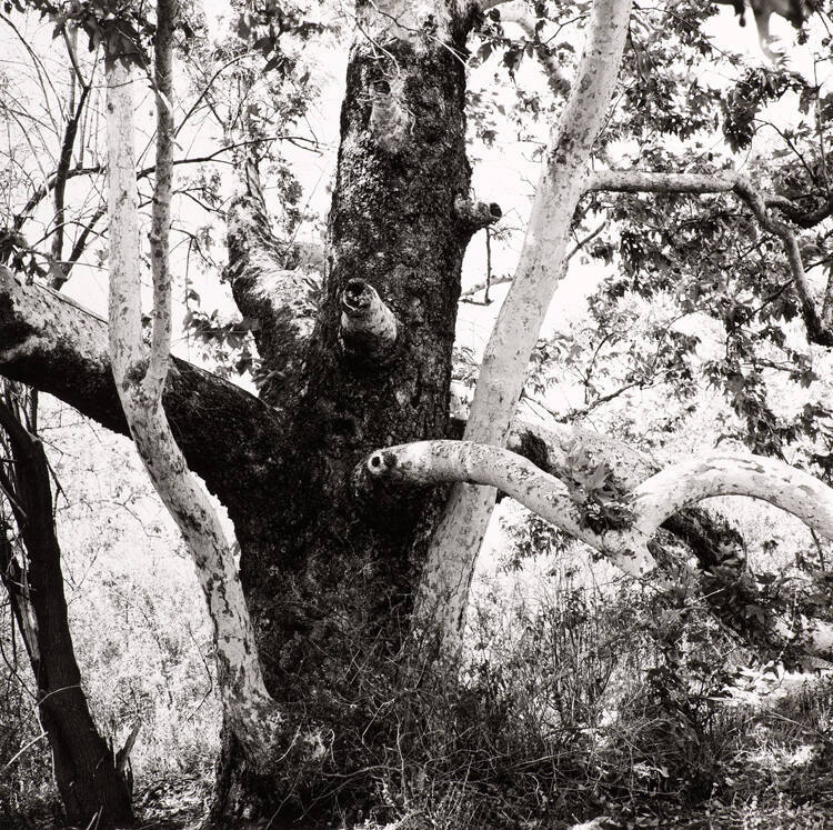 Untitled (Sycamore Trees, Laguna Canyon)