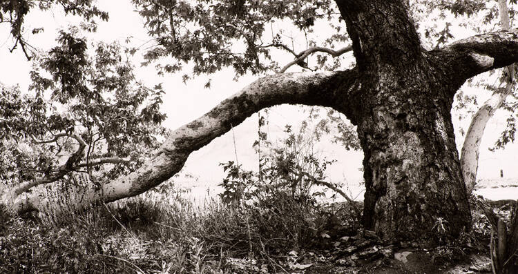Untitled (Sycamore Trees, Laguna Canyon)