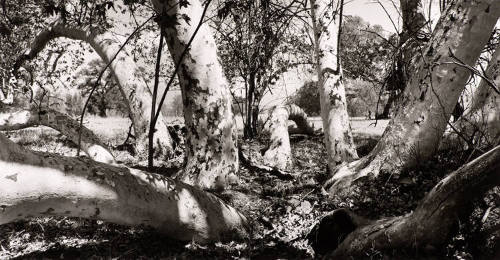 Untitled (Sycamore Trees, Laguna Canyon)