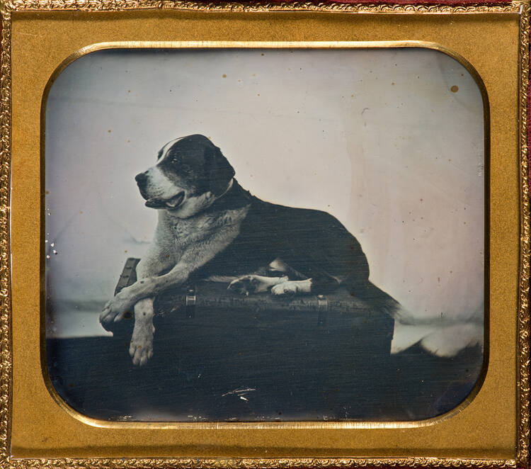 St. Bernard on Trunk