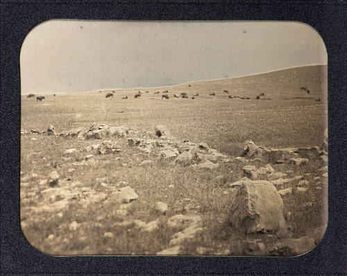 Grazing buffalo at a distance on the Tallgrass Prairie Preserve, Pawhuska, Oklahoma