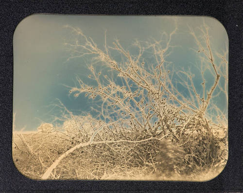 Blackbirds in fallen tree, Cheyenne Bottoms Wildlife Refuge, Kansas