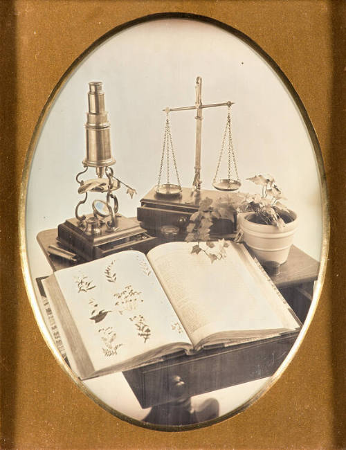 Botany Still Life