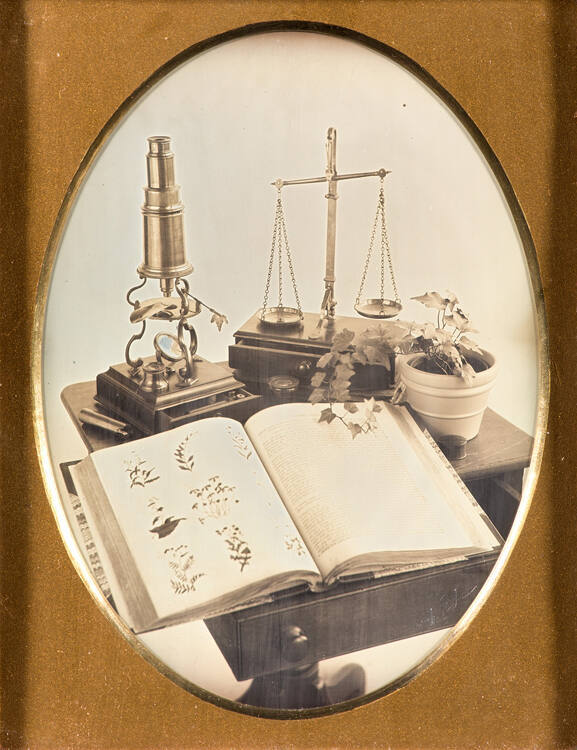Botany Still Life
