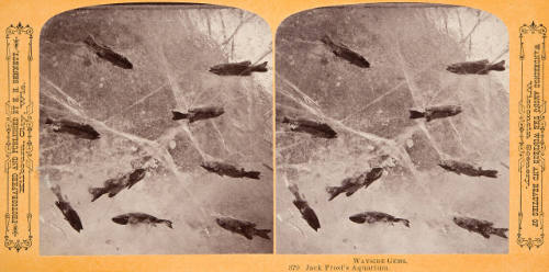 Jack Frost's Aquarium