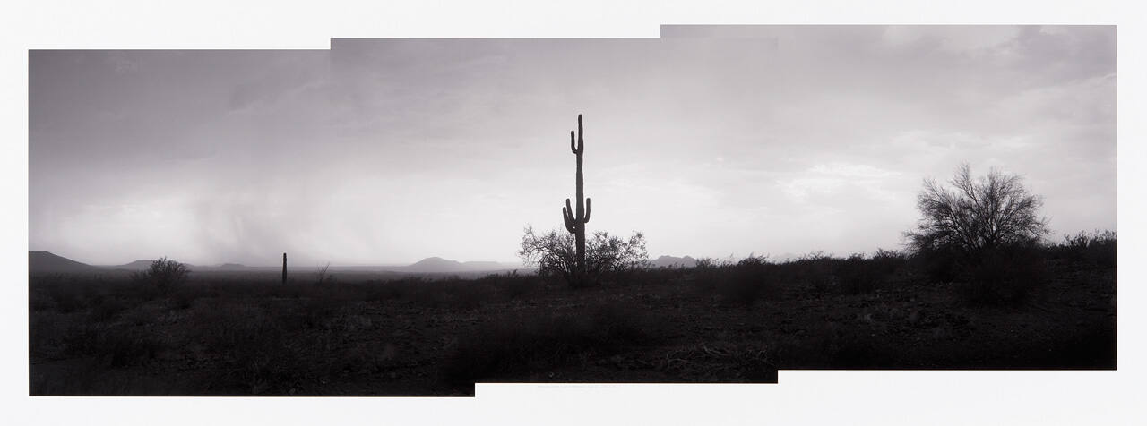 Passing Storm, Late Afternoon; The Sykes Crater Saguaro, Southeast Flank of Sykes Crater, Pinacate, Sonora