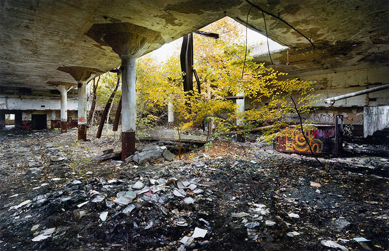 Birches Growing in Rotting Books, Detroit