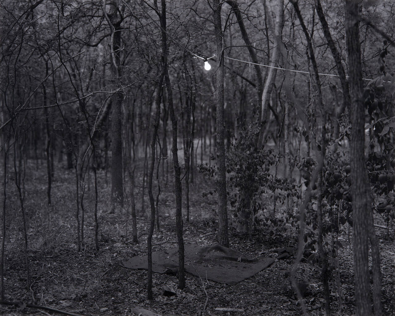2006_08ZL0045 (light bulb in woods)