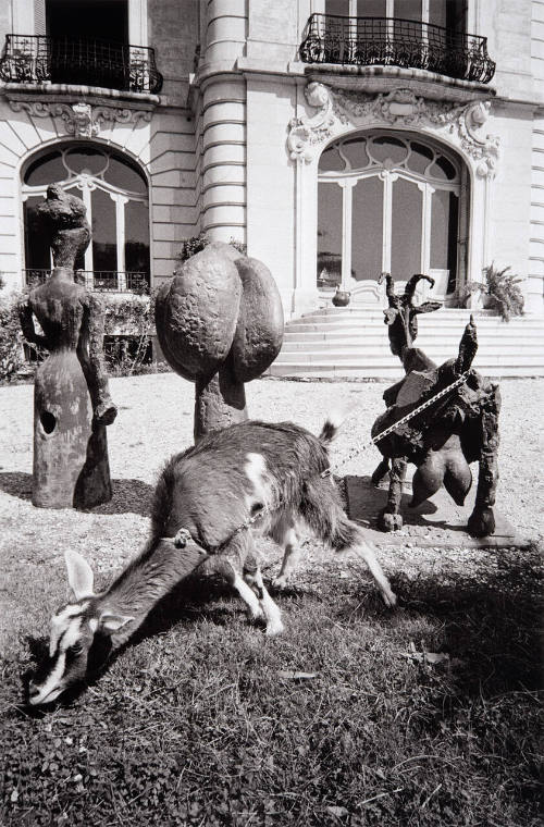 The rear of La Californie. Bronze Pregnant Goat, 1950. Tied to her is the pet nannygoat. Picasso's bedroom is second-floor window, left; dining room is directly below it. Jacqueline's and Katherine Hutin's sitting room is on second floor above steps; living room is beyond the front steps.